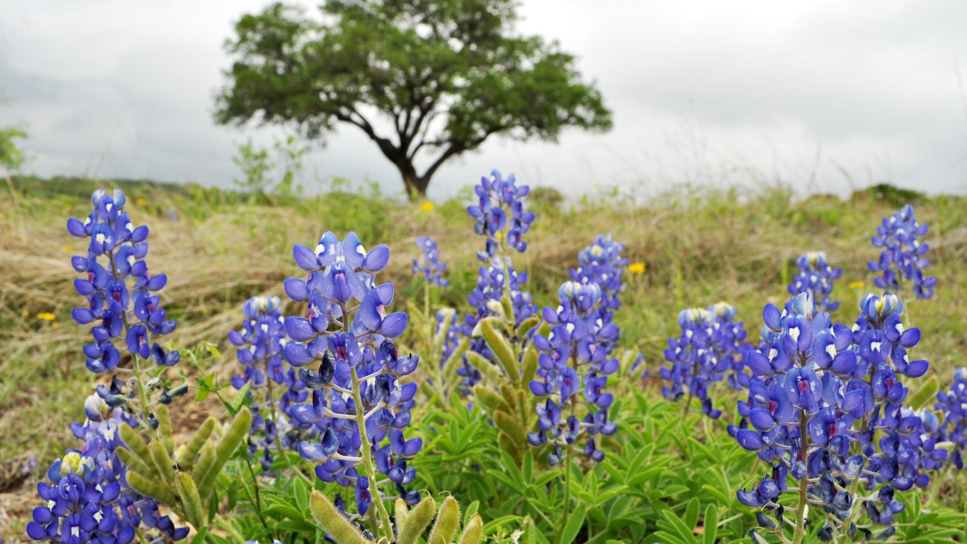 bleubonnets landscape shot in district